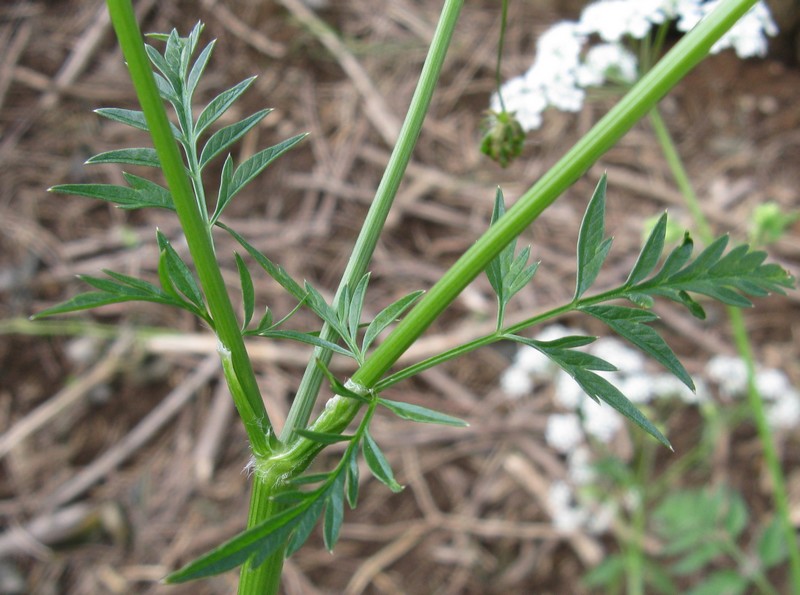 Anthriscus sylvestris / Cerfoglio selvatico